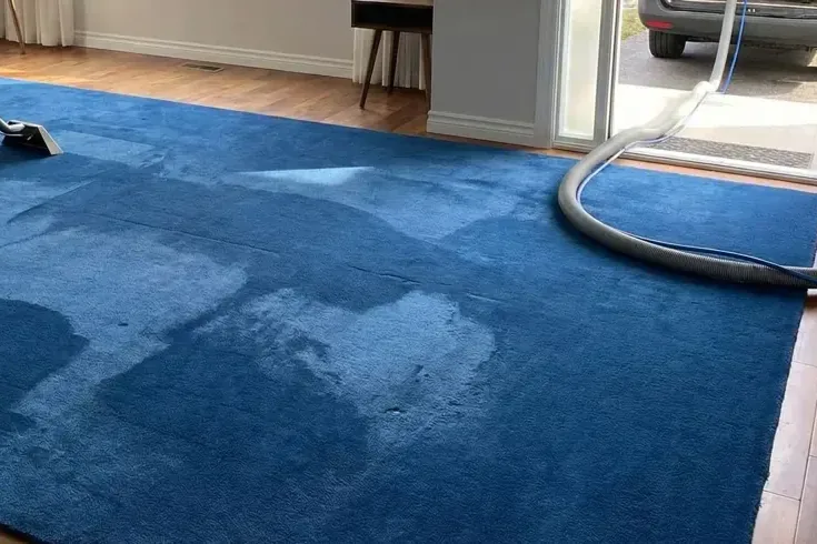 Extraction hose across a wet blue carpet